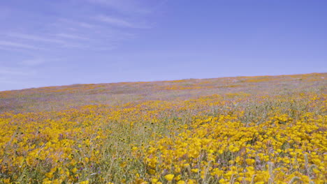 Gelbe-Mohnblumen-Im-Antelope-Valley-Poppy-Reserve-In-Lancaster,-Kalifornien