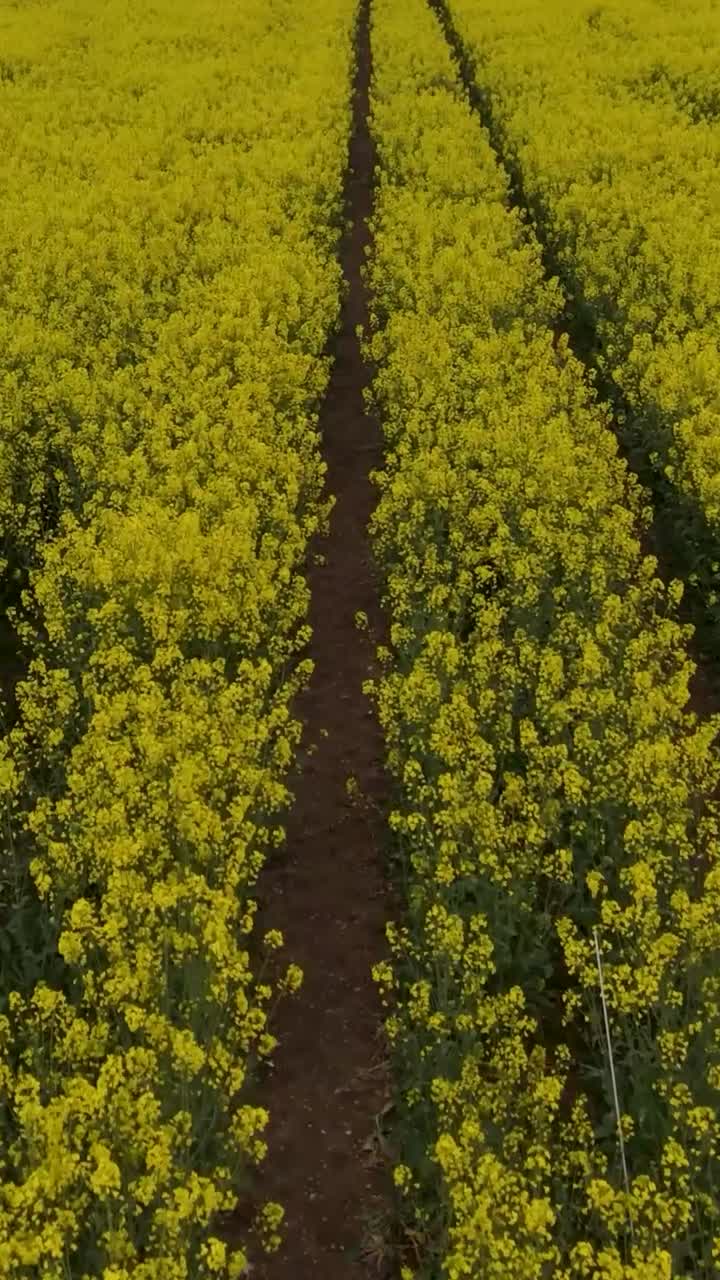 Portrait fast drone flight over yellow rapeseed field following straight crop lines