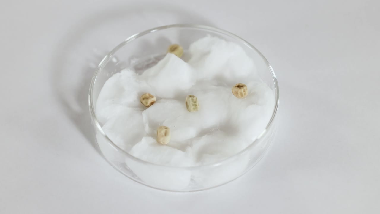A hand sprays water on seeds in a cotton-filled petri dish under bright lighting, showcasing a scientific experiment