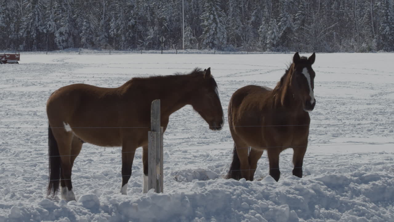 Two horses in a frozen field on a beautiful winter day.