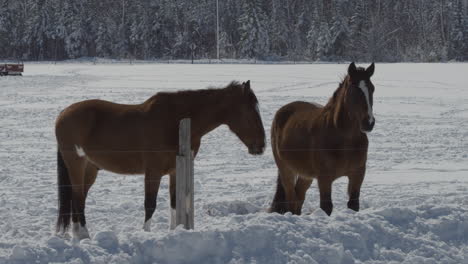 two horses in a frozen field on a beautiful winter day.