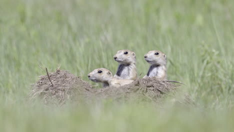 perro de la pradera de cola negra tres juveniles llamando a la alarma en la entrada de la madriguera