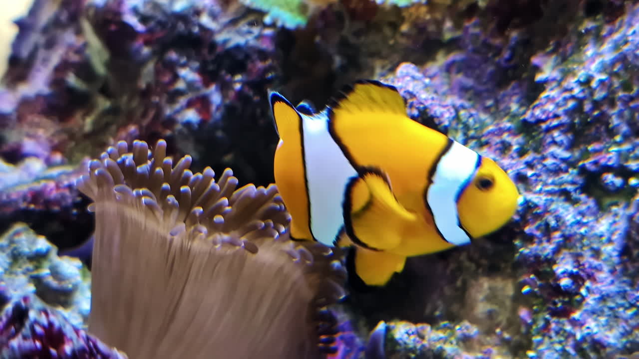 A clownfish swims gracefully in an aquarium, framed by vibrant, colorful corals.