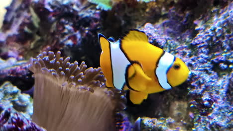 a clownfish swims gracefully in an aquarium, framed by vibrant, colorful corals.