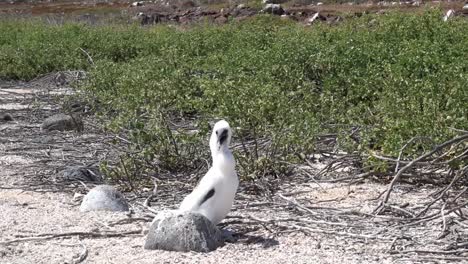 a baby blue footed booby sitting on the sandy beach of galapagos island, waiting for his mother