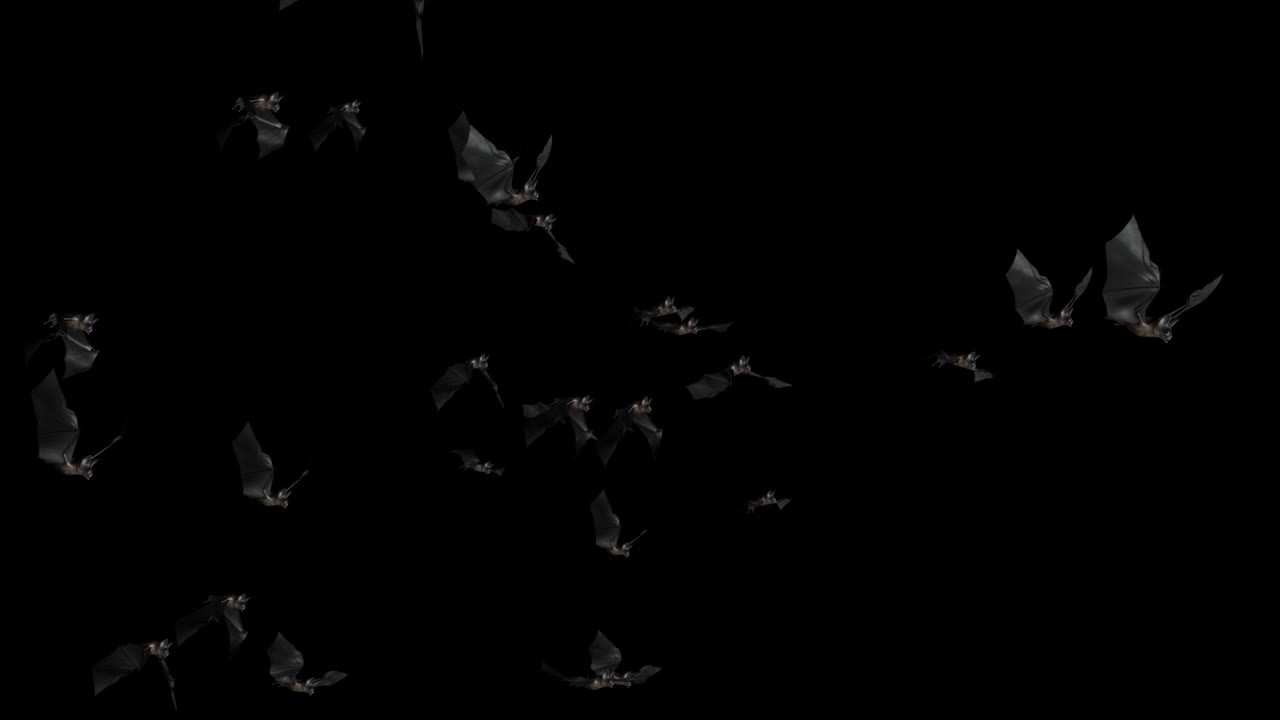 Buon Halloween. Stormo di pipistrelli in volo. Gruppo di pipistrelli neri 4K isolati su sfondo bianco, Halloween