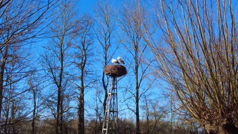 Two-Storks-Standing-On-Nest-In-Park-Surrounded-By-Leafless-Trees-And-Blue-Sky-Background