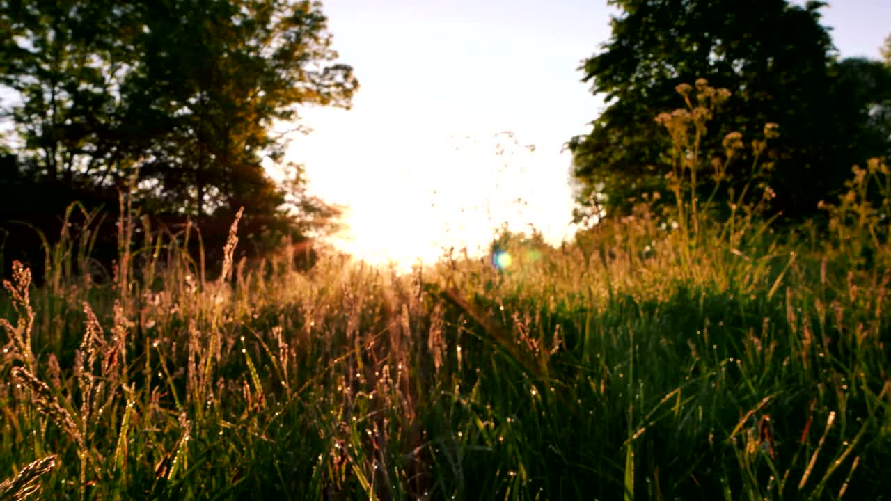 4K .Meadow in wood with  grass in sunshine. Steady shot, animal view