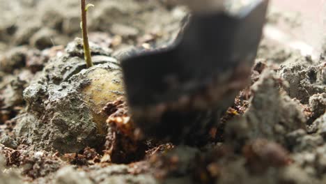 herramientas de jardinería y planta en una mesa con espacio de copia