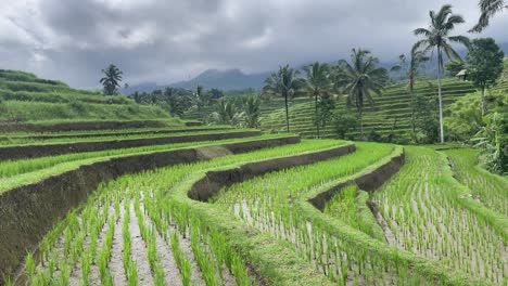 rice field terraces, lush green rice fields