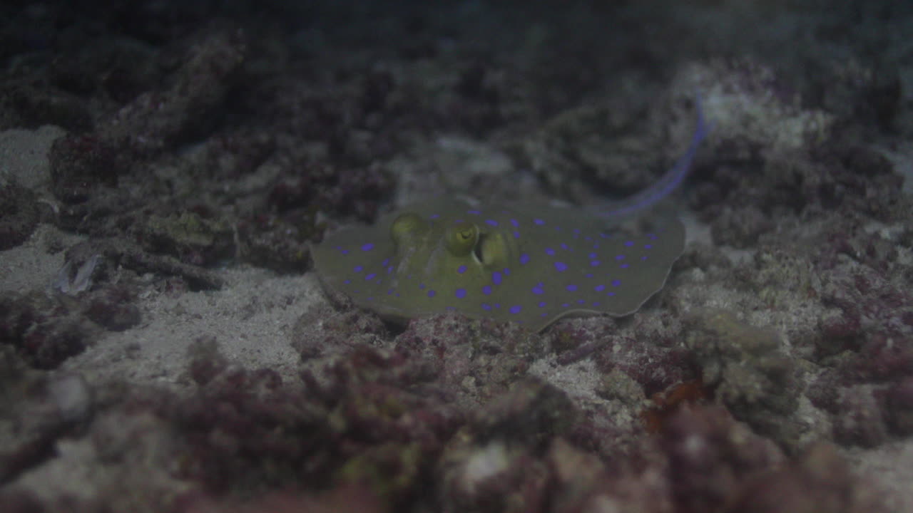 raya azul en el mar rojo al lado del arrecife de coral
