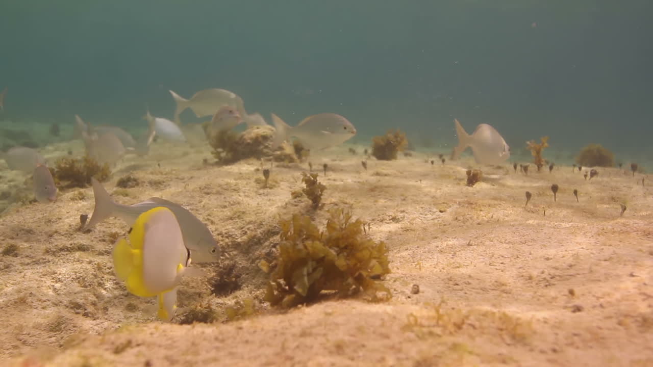 peces nadando en arrecifes de coral