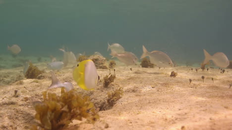 Fische-Schwimmen-Im-Korallenriff