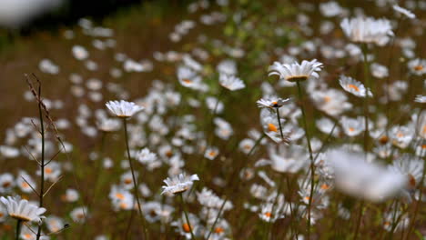 Field-Of-Beautiful-Daisies-Moving-In-The-Wind-In-Spring