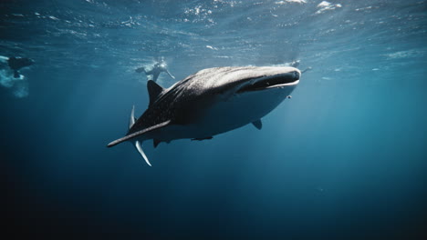 frontal under view of whale shark white underbelly as it turns to catch light across head