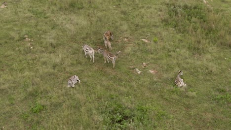 Zebra-herd-with-a-small-baby-in-the-wild-on-green-savannah