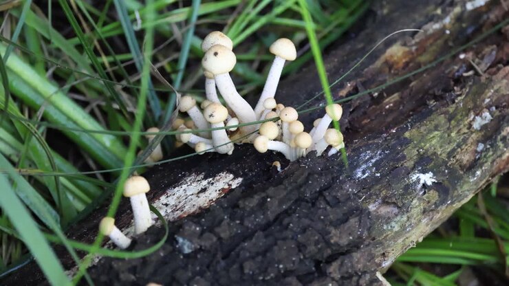 Mushrooms sprouting on a log in the forest