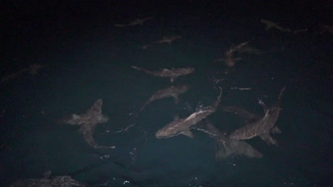 big group of sharks gathering for a hunt in the oceans of the galapagos islands. slow motion shot.