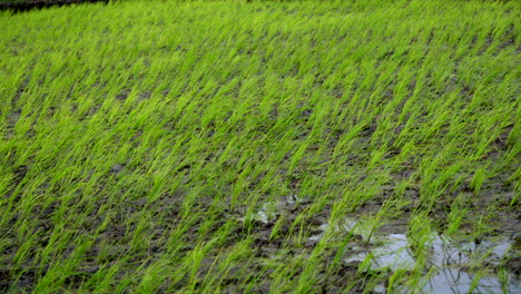 rice cultivation in kerala paddy field in wet land ,indian rice cultivation ,baby rice plants