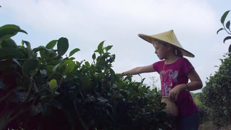 little caucasian girl wearing traditional straw chinese hat collecting tea leaves on a plantation in summer