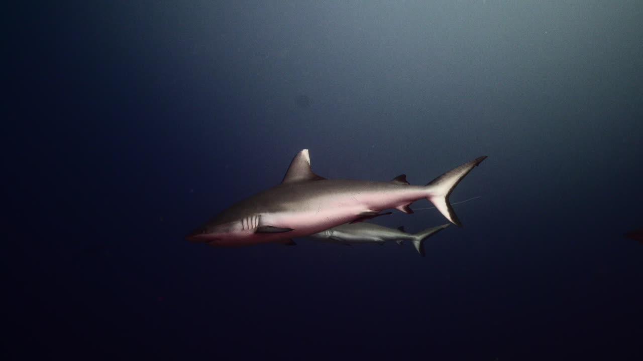 tiburón gris en agua azul