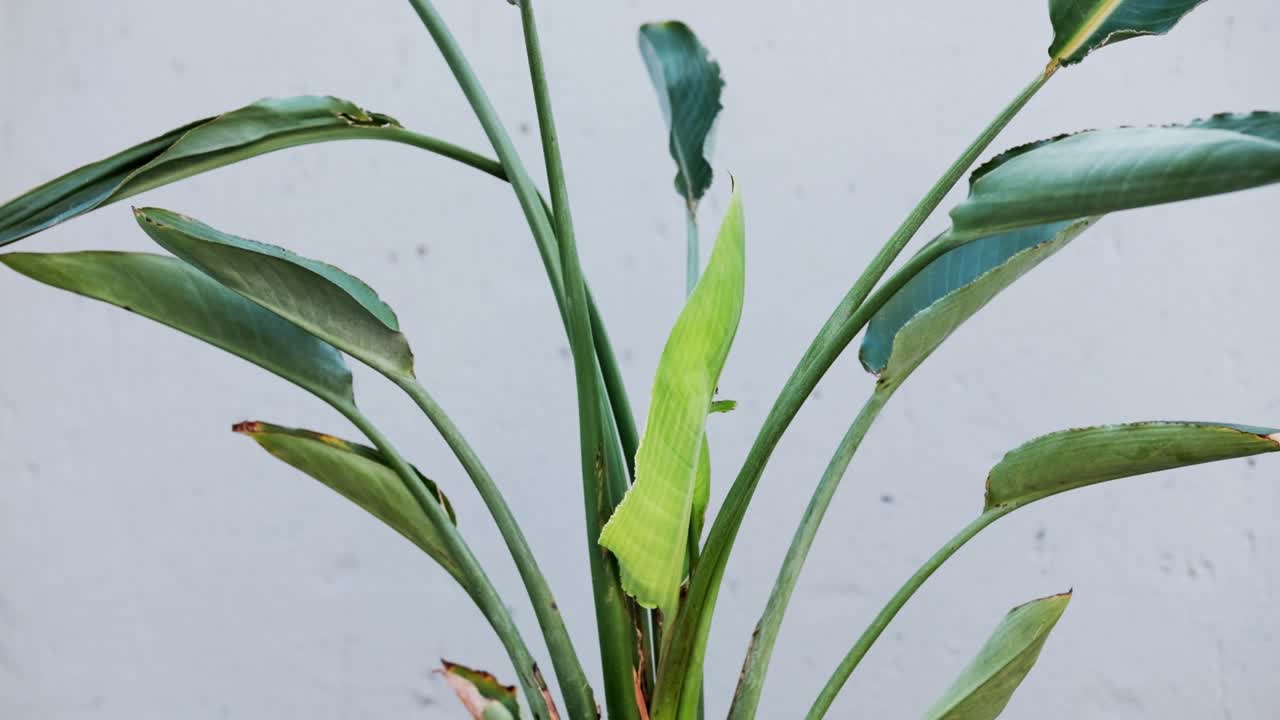 Sunde, tropiske Strelizia-planter med frodigt grønt løv.