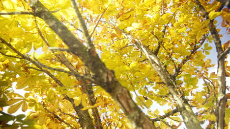 Hermosas-Hojas-De-Otoño-Amarillas-Doradas-Con-Cielo-Azul-Y-Nubes-En-El-Fondo-El-Día-De-Otoño