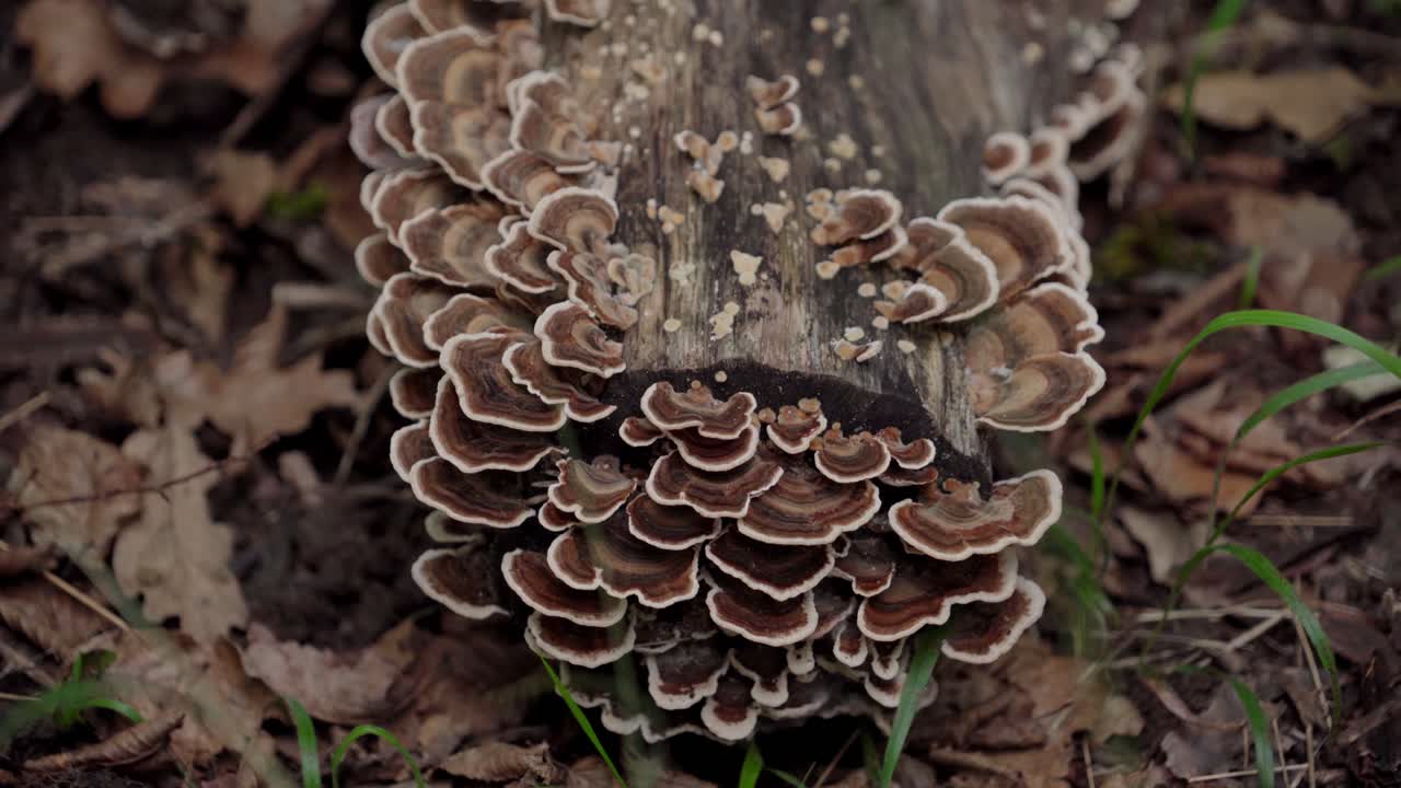 Imagem estática de cogumelos em um tronco de árvore no chão da floresta