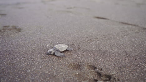 tortuga golfina, lepidochelys olivacea, se dirige hacia el agua en la playa de anidación del refugio de vida silvestre ostional, guanacaste, costa rica