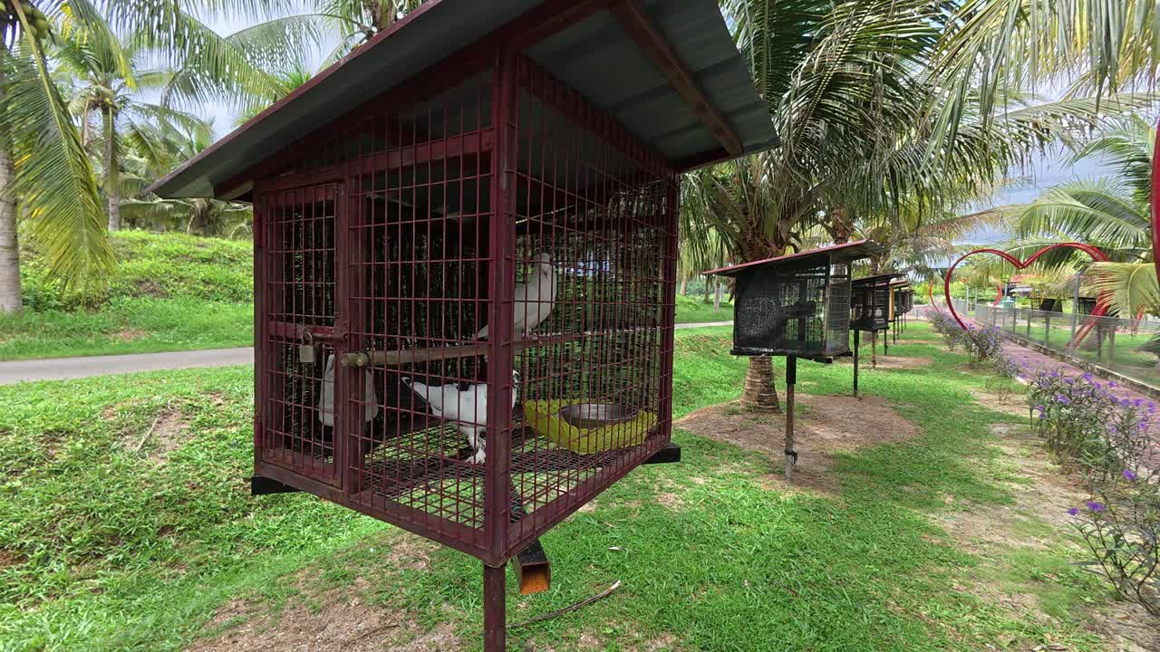 Small cages housing pet pigeons are carefully arranged in an open area. Each cage holds a single bird or a breeding pair