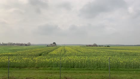 Beautiful-fields-of-yellow-flowers-near-the-city-of-Lyon,-which-is-the-capital-of-the-region-called-Auvergne-Rhône-Alpes-in-France