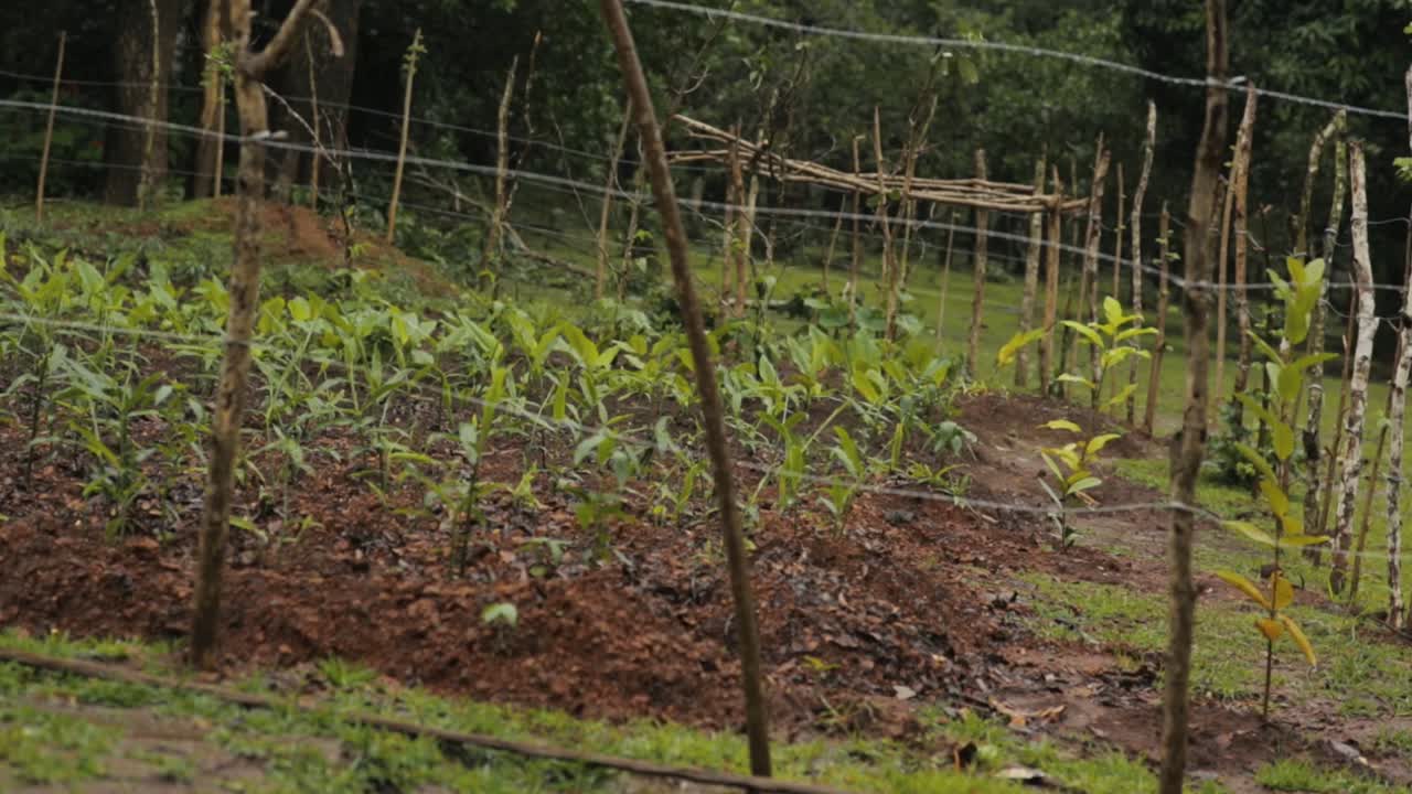 바람 부는 날에 생강과 심황 가족 농장의 풍경