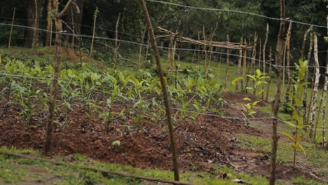 Landscape-of-ginger-and-turmeric-family-plantation-on-windy-day