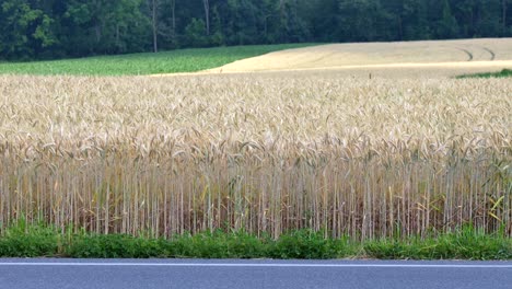 the wheat in the wheat field blowing in the breeze on a warm summers day