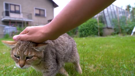 Männliche-Hand-Spielt-Mit-Süßer-Tabby-Katze-Im-Ländlichen-Garten