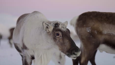 white reindeer standing and chewing in snowy landscape, close up shallow focus