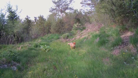 red fox (vulpes vulpes) walking at the bottom of a dried-up stream in saaremaa, estonia.
