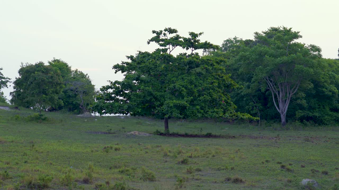 Pan shot of green grass meadow field and trees with a clear blue sky. Forest in evening sunset