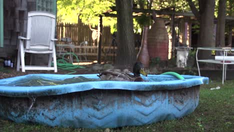 pato negro lavándose en un balde de agua y limpiando plumas, video de pájaros bañándose en agua salpicada, patos en cámara lenta jugando en el patio trasero