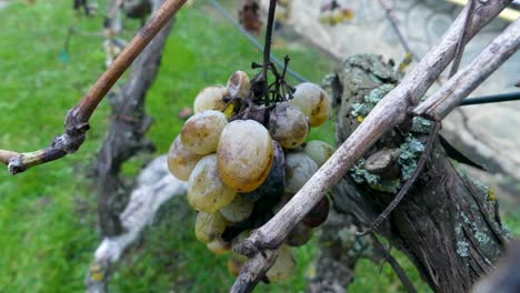 bad sick grape in vineyard, handheld shoot