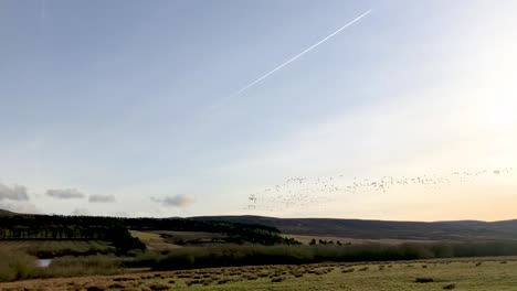 Eine-Große-Herde-Von-Gänsen,-Die-Während-Des-Sonnenuntergangs-Wandern