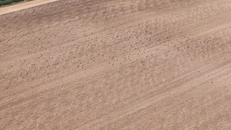 distant overhead aerial view of large flock of birds foraging for food on cultivated golden pasture