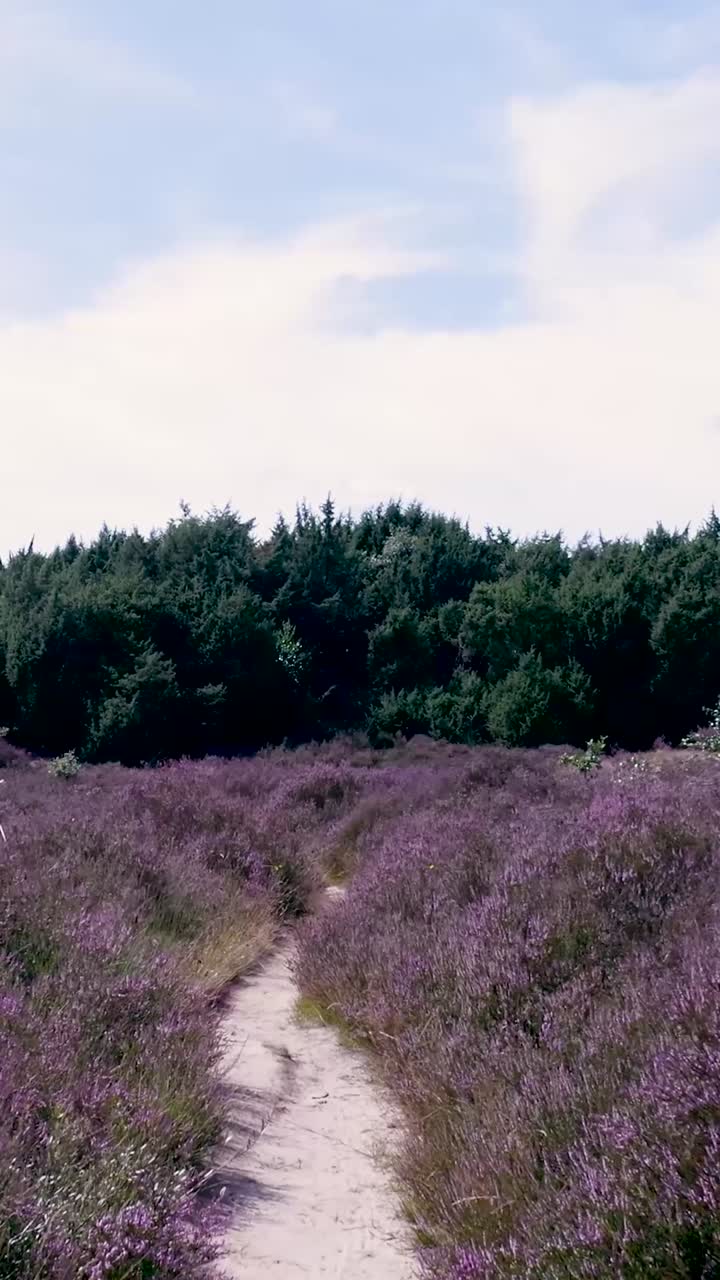 Path Through a Blooming Heather Field