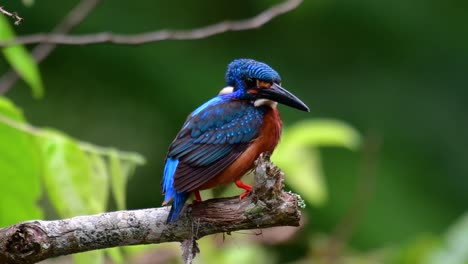 the blue-eared kingfisher is a small kingfisher found in thailand and it is wanted by bird photographers because of its lovely blue ears as it is a small, cute and fluffy blue-feather-ball of a bird