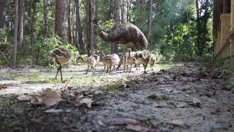 Emu-with-chicks-foraging,-close-up