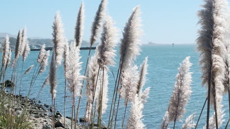 wide shot of a row of pampas grass as it waves in slow motion on the seashore