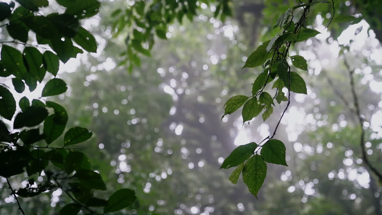 hojas de bosque neblinoso y ramas que soplan en el viento cuando entra la tormenta, cámara lenta