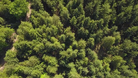 Rising-up-above-the-trees-in-castle-neroche-Forrest,-Somerset,-United-Kingdom