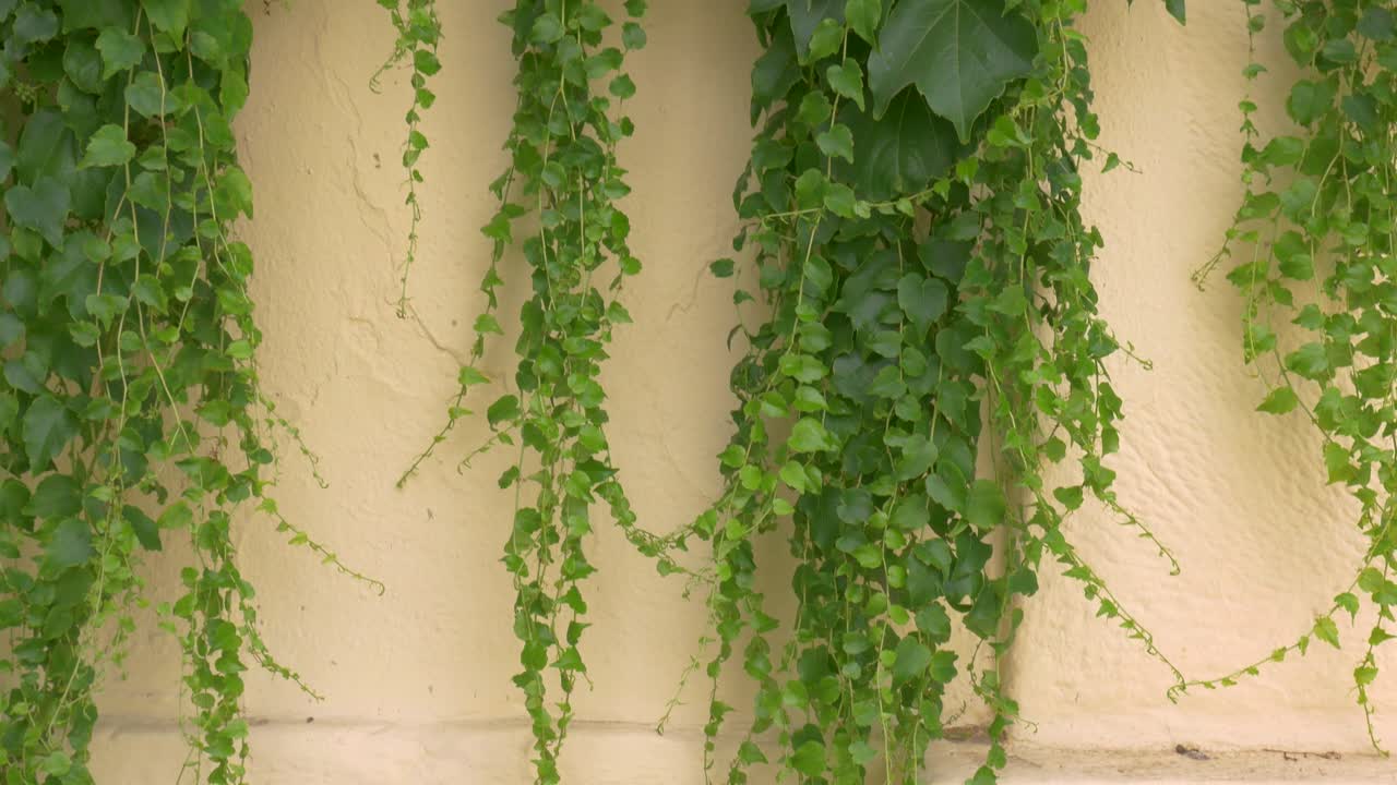 Yellow painted stone wall overgrown with wild grapes