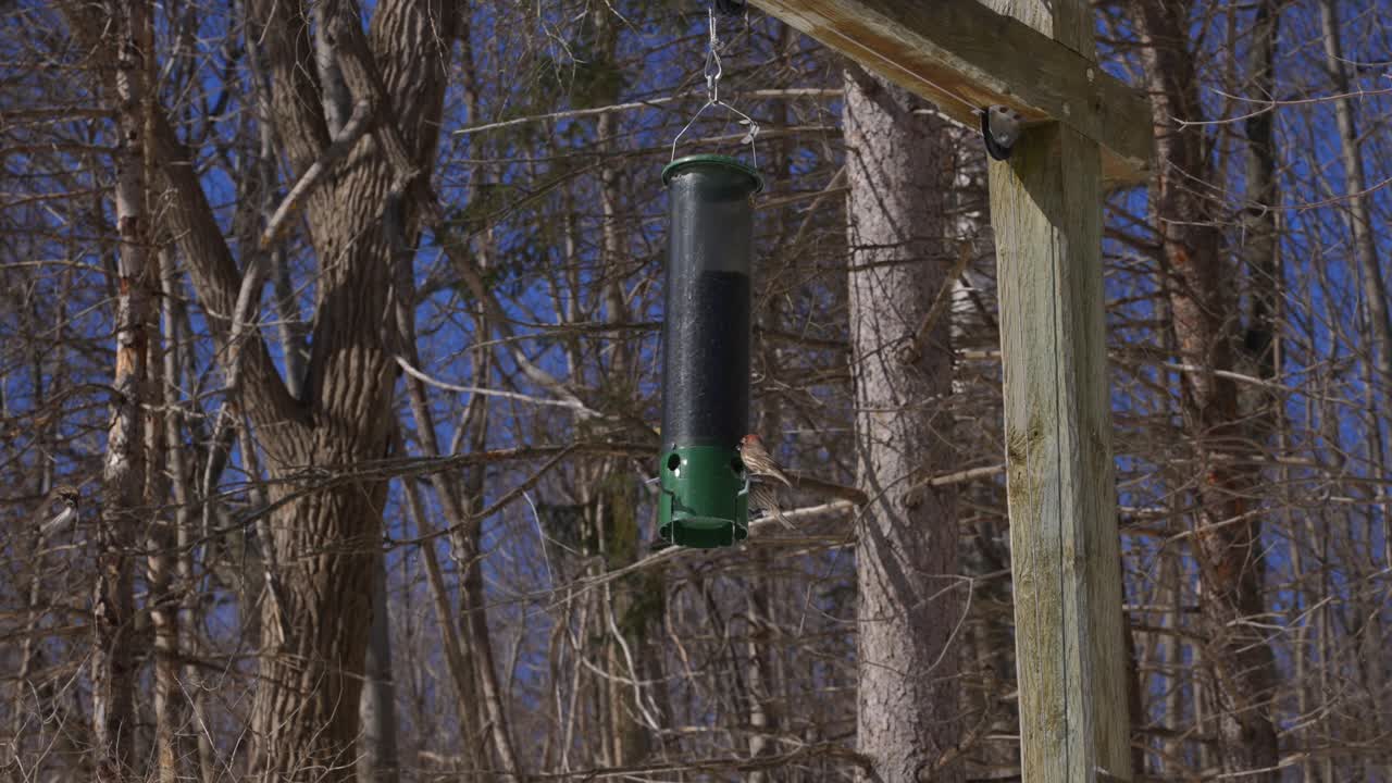Slow Motion of Birds Flying and Feeding